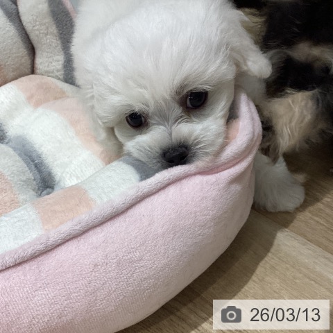 宮城県のビションフリーゼ (ペットプラス 仙台上杉店/2026年1月7日生まれ/男の子/ホワイト)の子犬の3枚目の画像