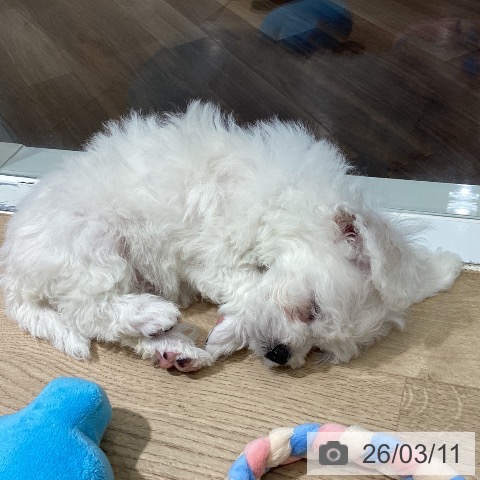 埼玉県のビションフリーゼ (ペットプラス イオンモール春日部店/2026年1月8日生まれ/男の子/ホワイト)の子犬の4枚目の画像