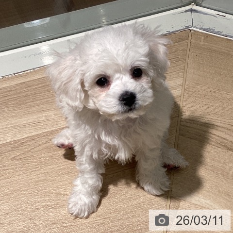 埼玉県のビションフリーゼ (ペットプラス イオンモール春日部店/2026年1月8日生まれ/男の子/ホワイト)の子犬の3枚目の画像