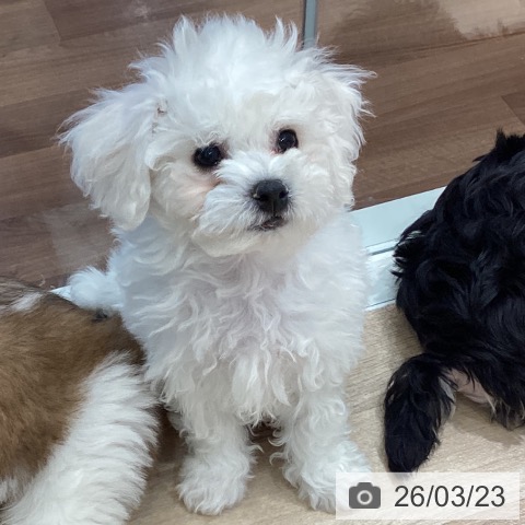 埼玉県のビションフリーゼ (ペットプラス イオンモール春日部店/2026年1月8日生まれ/男の子/ホワイト)の子犬の3枚目の画像