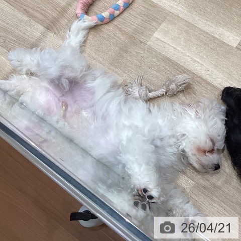 ビション・フリーゼの写真