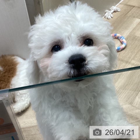 ビション・フリーゼの写真