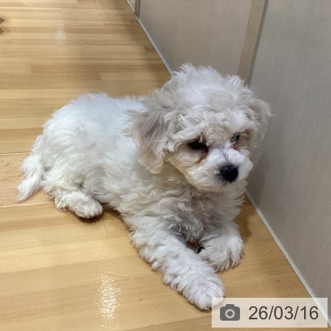 埼玉県のビションフリーゼ (ペットプラス 与野店/2026年1月8日生まれ/女の子/ホワイト)の子犬の4枚目の画像