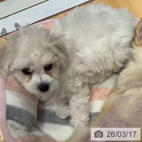 埼玉県のビションフリーゼ (ペットプラス 与野店/2026年1月8日生まれ/女の子/ホワイト)の子犬の3枚目の画像