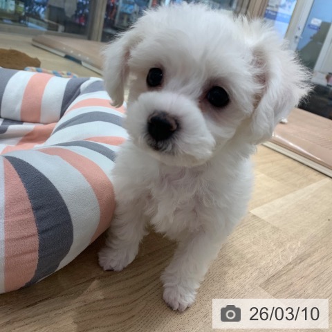 東京都のビションフリーゼ (ペットプラス アクアシティお台場店/2026年1月8日生まれ/女の子/ホワイト)の子犬の4枚目の画像