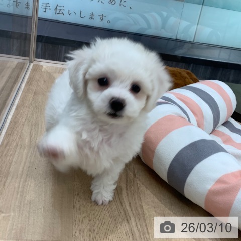 東京都のビションフリーゼ (ペットプラス アクアシティお台場店/2026年1月8日生まれ/女の子/ホワイト)の子犬の3枚目の画像