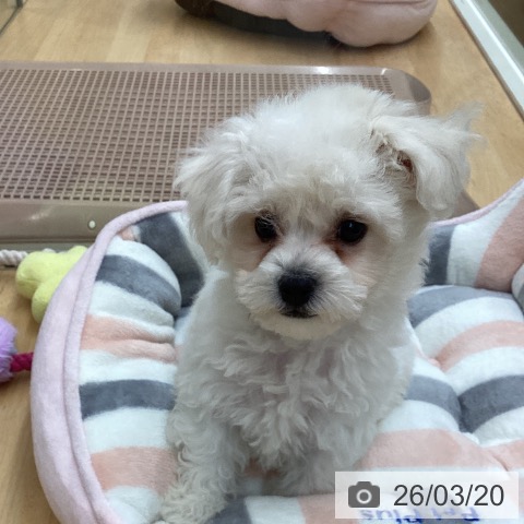 埼玉県のビションフリーゼ (ペットプラス 浦和美園店/2026年1月8日生まれ/女の子/ホワイト)の子犬の3枚目の画像