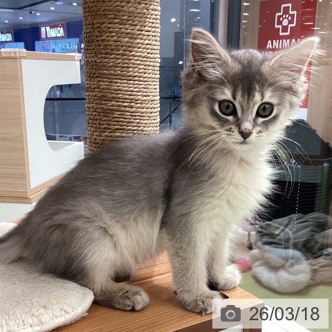 埼玉県のソマリ (ペットプラス 川口店/2026年1月1日生まれ/女の子/ブルー)の子猫の4枚目の画像
