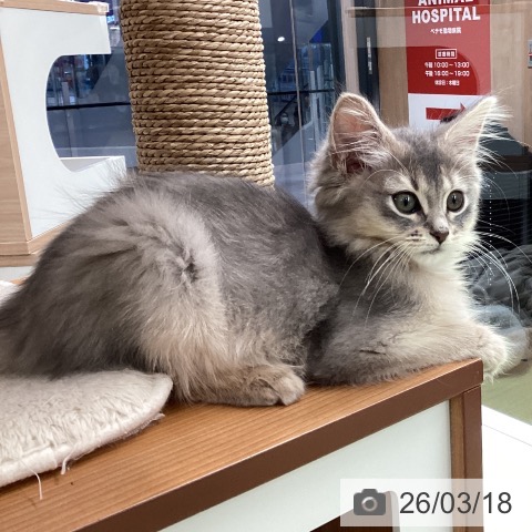埼玉県のソマリ (ペットプラス 川口店/2026年1月1日生まれ/女の子/ブルー)の子猫の3枚目の画像