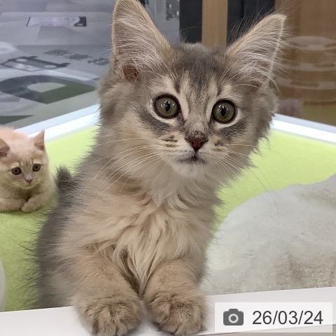 埼玉県のソマリ (ペットプラス 川口店/2026年1月1日生まれ/女の子/ブルー)の子猫の3枚目の画像