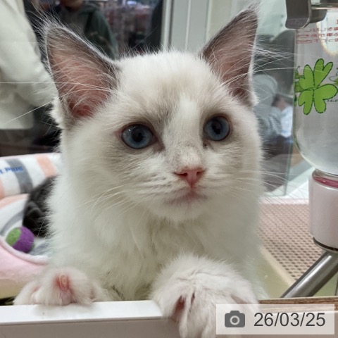 千葉県のラグドール (ペットプラス 成田店/2025年12月28日生まれ/女の子/ブルーポイントバイカラー)の子猫の3枚目の画像