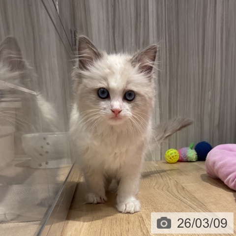 群馬県のラグドール (ペットプラス イオンモール太田店/2025年12月28日生まれ/女の子/ブルーポイントバイカラー)の子猫の3枚目の画像