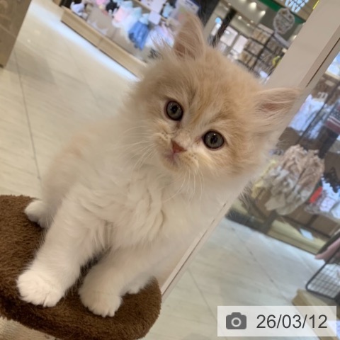東京都のサイベリアン (ペットプラス アクアシティお台場店/2026年1月7日生まれ/男の子/クリームタビーホワイト)の子猫の4枚目の画像