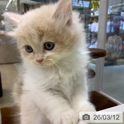 東京都のサイベリアン (ペットプラス アクアシティお台場店/2026年1月7日生まれ/男の子/クリームタビーホワイト)の子猫の3枚目の画像