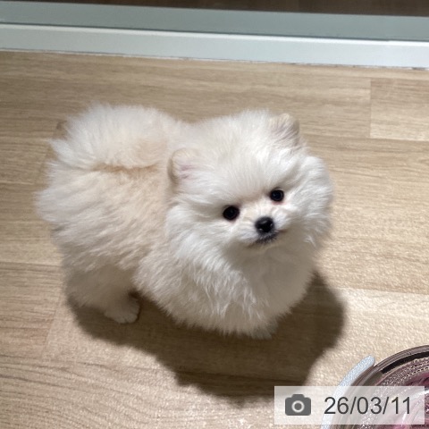埼玉県のポメラニアン (ペットプラス イオンモール春日部店/2026年1月7日生まれ/男の子/クリーム)の子犬の4枚目の画像