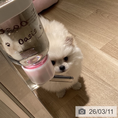 埼玉県のポメラニアン (ペットプラス イオンモール春日部店/2026年1月7日生まれ/男の子/クリーム)の子犬の3枚目の画像