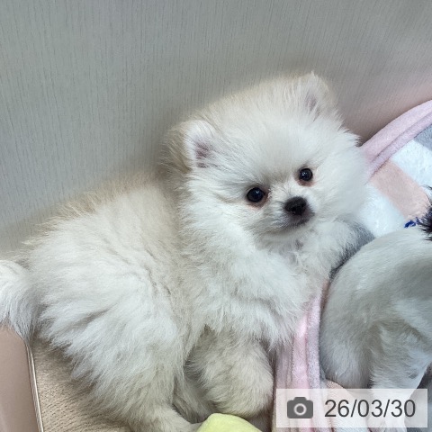 埼玉県のポメラニアン (ペットプラス イオンモール春日部店/2026年1月7日生まれ/男の子/クリーム)の子犬の4枚目の画像