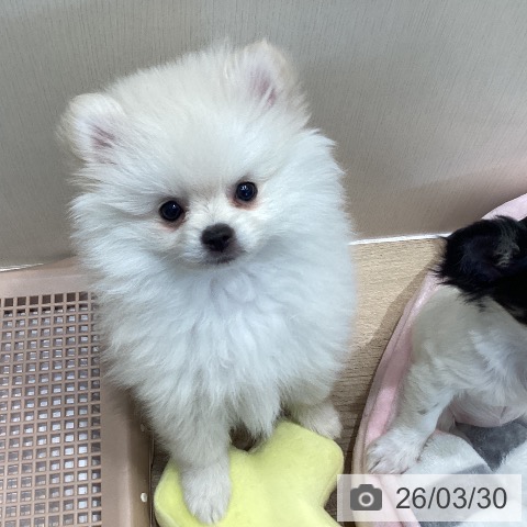 埼玉県のポメラニアン (ペットプラス イオンモール春日部店/2026年1月7日生まれ/男の子/クリーム)の子犬の3枚目の画像