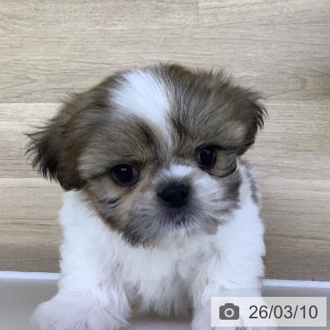 山梨県のシーズー (ペットプラス 甲府昭和店/2026年1月7日生まれ/男の子/ホワイトゴールド)の子犬の4枚目の画像