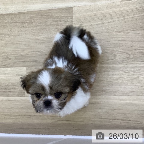 山梨県のシーズー (ペットプラス 甲府昭和店/2026年1月7日生まれ/男の子/ホワイトゴールド)の子犬の3枚目の画像