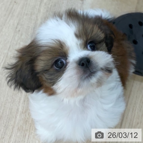 シー・ズーの写真