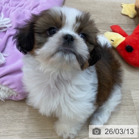 シー・ズーの写真