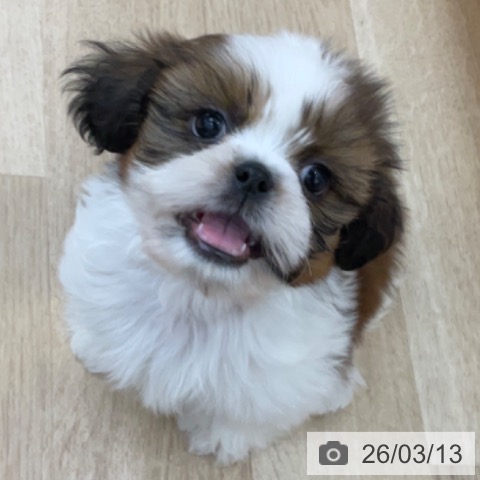 シー・ズーの写真