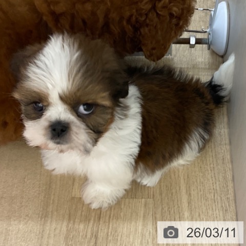 シー・ズーの写真