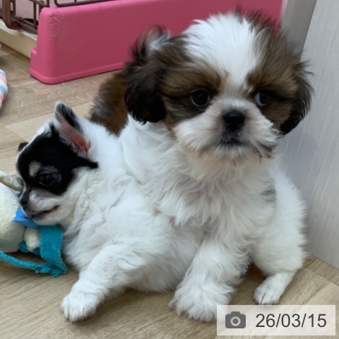 長野県のシーズー (ペットプラス 上田店/2026年1月7日生まれ/男の子/ホワイトゴールド)の子犬の4枚目の画像