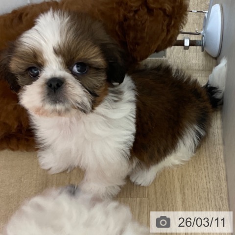 シー・ズーの写真