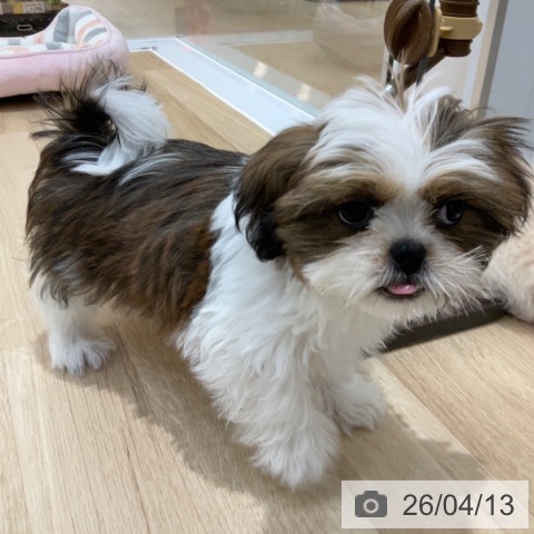 シー・ズーの写真