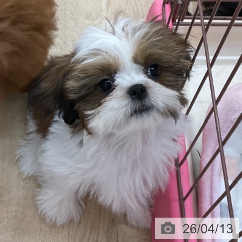 シー・ズーの写真