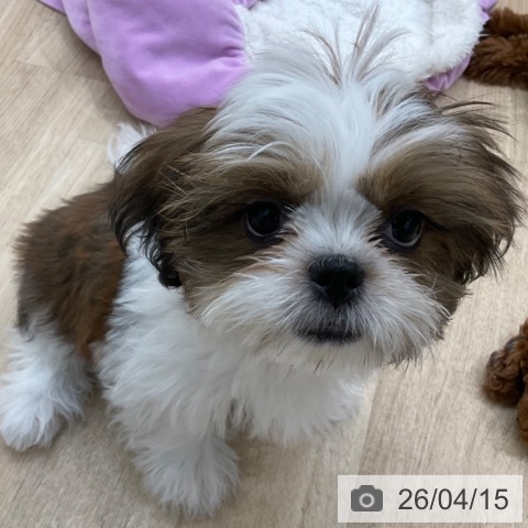 シー・ズーの写真