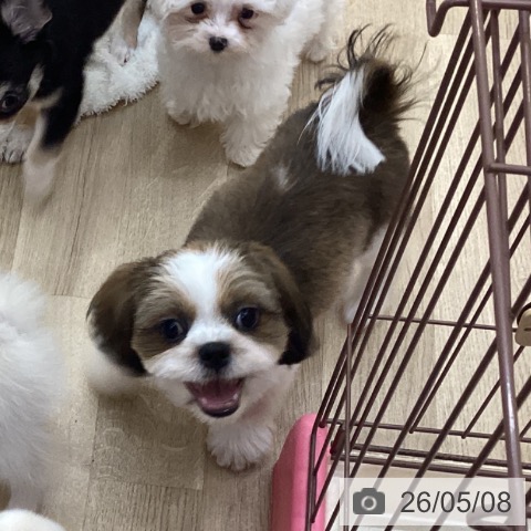 長野県のシーズー (ペットプラス 上田店/2026年1月7日生まれ/男の子/ホワイトゴールド)の子犬の4枚目の画像