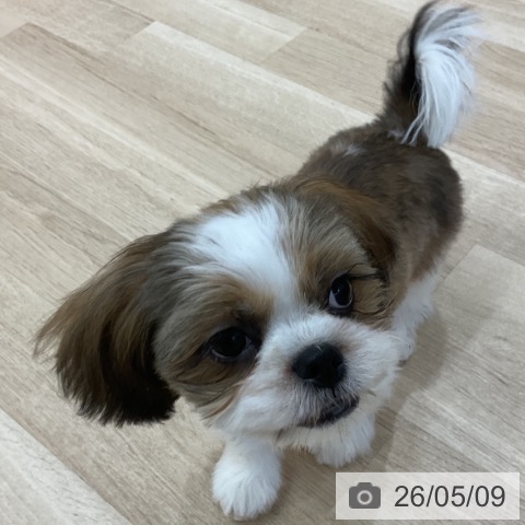 長野県のシーズー (ペットプラス 上田店/2026年1月7日生まれ/男の子/ホワイトゴールド)の子犬の3枚目の画像