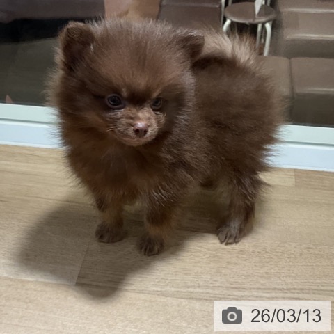 神奈川県のポメラニアン (ペットプラス 湘南平塚店/2026年1月8日生まれ/男の子/チョコレートタン)の子犬の3枚目の画像