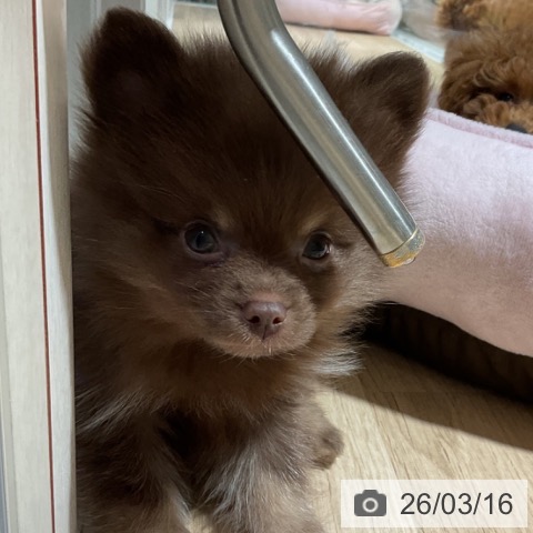 神奈川県のポメラニアン (ペットプラス 湘南平塚店/2026年1月8日生まれ/男の子/チョコレートタン)の子犬の3枚目の画像
