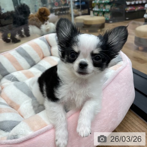 茨城県のチワワ(ロング) (ペッツワン つくば店/2025年12月31日生まれ/男の子/ホワイトブラックタン)の子犬の4枚目の画像