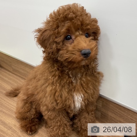 トイ・プードルの写真