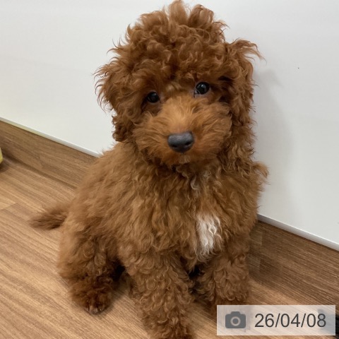 トイ・プードルの写真