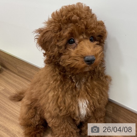 トイ・プードルの写真