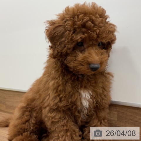 トイ・プードルの写真