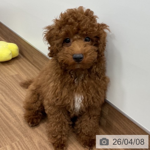 トイ・プードルの写真