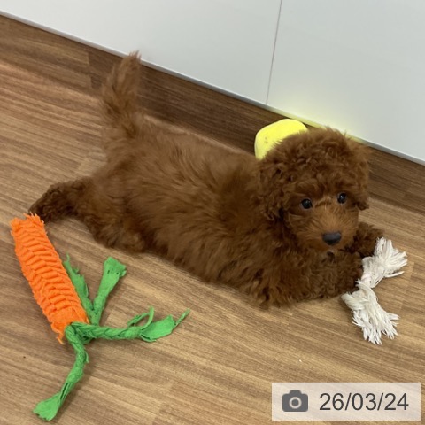 茨城県のトイプードル(トイ) (ペッツワン 古河店/2026年1月6日生まれ/男の子/レッド)の子犬の3枚目の画像