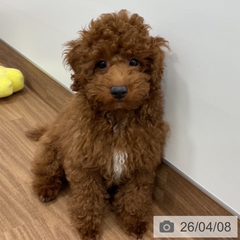 茨城県のトイプードル(トイ) (ペッツワン 古河店/2026年1月6日生まれ/男の子/レッド)の子犬の3枚目の画像