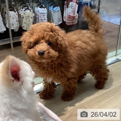 東京都のトイプードル(トイ) (ペットプラス 東久留米店/2026年1月6日生まれ/男の子/レッド)の子犬の4枚目の画像