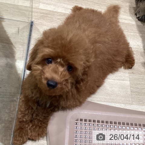 東京都のトイプードル(トイ) (ペットプラス 立川高島屋S.C.店/2026年1月6日生まれ/男の子/レッド)の子犬の4枚目の画像