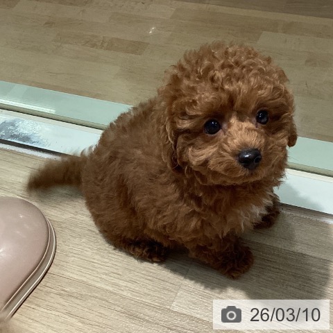 トイ・プードルの写真