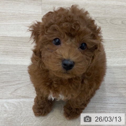 長野県のトイプードル(トイ) (ペットプラス 上田店/2026年1月6日生まれ/女の子/レッド)の子犬の4枚目の画像