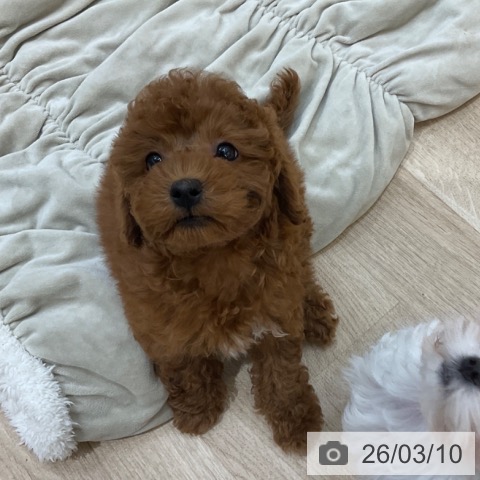 長野県のトイプードル(トイ) (ペットプラス 上田店/2026年1月6日生まれ/女の子/レッド)の子犬の3枚目の画像